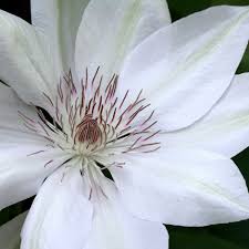 Shop all of the clematis varieties from white flower farm. Buy Clematis Group 2 Clematis Henryi 23 99 Delivery By Crocus