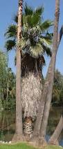 Image result for Washingtonia robusta
