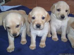This program is designed to nurture and raise puppies for public service use. Labrador Retriever Puppy Akc Price 300 00 For Sale In Lagrange Georgia Best Pets Online