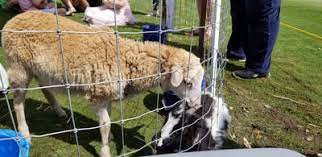 Book your tickets online for dallas zoo, dallas: Oba Farms Mobile Petting Zoo Dallas Texas Mobile Petting Zoo Party Dallas Tx Farm Animal Petting Zoo Dallas Fort Worth Texas Farm Animals