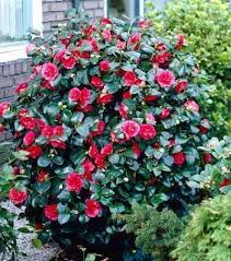 Kramers Supreme Camellia Shrub Plants Camellia Plant Shrubs