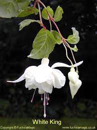 Fuchsia White King Fuchsia Flowers Amazing Flowers Pretty Flowers