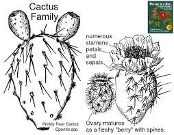 The fruits are used typically used to make candies, jellies, jams. Cactaceae Cactus Family Identify Plants Flowers Shrubs And Trees