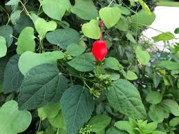 Image result for Vernonia amblyolepis