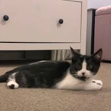 Black and white (tuxedo) is a common color. 4 Dsh Kittens Black And White Female Domestic Short Hair Cat In Nsw Petrescue