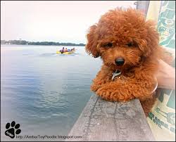 Photograph of two cute red toy poodle puppies. A Red Toy Poodle Story Gallery Poodle Puppy Toy Poodle Poodle Dog