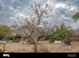 Image result for Cladostemon kirkii