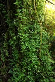 Image result for Selaginella kivuensis