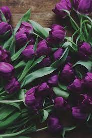 229295 Purple Tulips Jpg 500 750 Purple Tulips Purple Flowers Beautiful Flowers