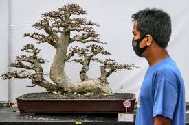 Zaharyasins items for sale on carousell. Pecinta Bonsai Lamongan Gelar Pameran Mengangkat Potensi Lokal Mongabay Co Id Mongabay Co Id
