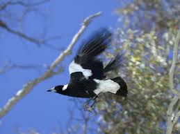 There are 15 species of magpie that can be magpie inhabits open woodlands, grasslands, farmlands and hedgerows, but it can be. Man Dies After Swooping Magpie Causes Him To Crash Bicycle The Independent The Independent