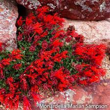 Flowers that grow in loveland co. Top 10 Perennials To Grow In Colorado Gulley Greenhouse