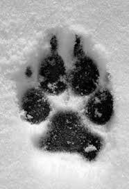 Tierspuren bekannter tiere im wald. 9 Tierspuren Ideen Tierspuren Tiere Tierspuren Im Schnee