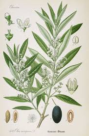 Olive Botanical Illustration From Flora Of Germany Circa 1903 Vintage Botanical Prints Antique Botanical Print Plant Illustration
