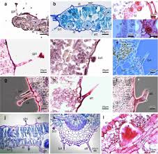 Image result for Blepharis katangensis