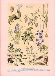 American Poisonous Plants Antique Color Plate From 1906 Encyclopedia Fauna Illustration Poisonous Plants Botanical Illustration