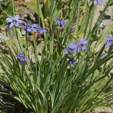 Image result for Sisyrinchium micranthum