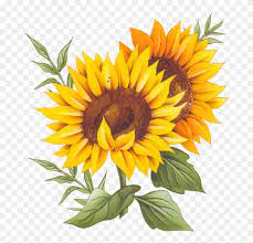 Free Free 138 Vector Clipart Sunflower Png SVG PNG EPS DXF File