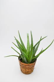 Image result for Aloe wildii