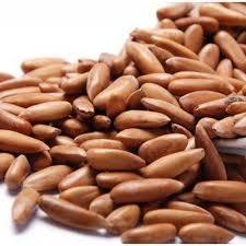 Pine nut trees have a maturing period of 10 to 40 years. Marjan Alsahra General Trading L L C