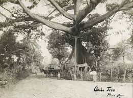 Image result for Ceiba