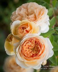 Sweetgeorgia yarns, vancouver, british columbia. Teasing Georgia A Beautiful Healthy Rose In My Garden