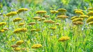 Bildergalerie mein schoner garten garten garten bepflanzen. Garten Einmaleins Einfach Ran An Den Garten Themen Br De