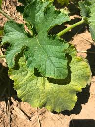 Image result for thrips damage on cucumber