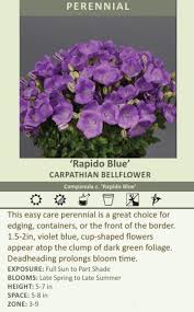 Image result for Carvalhoa campanulata