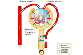 Hal ini dimaksudkan agar kebijakan. Proses Pembentukan Urine Halaman All Kompas Com