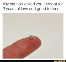 Tiny Cat Has Visited You Updoot For 3 Years Of Love And Good Fortune Ifunny Tiny Cats Cute Funny Animals Stupid Funny Memes