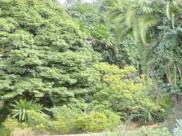 Image result for Globimetula mweroensis