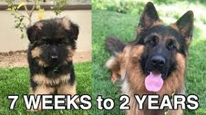 They also exhibit a few other physical differences, including a straighter back, that distinguish them from their typically colored counterparts. Watch My Puppy Grow German Shepherd Youtube