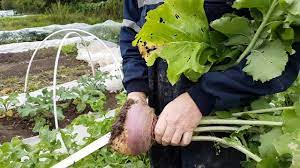 Now we rarely serve plain mashed potatoes! Turnip Harvest Grow Youtube