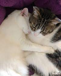 chatty cats laughing buddies and more three chatty cats cat cuddle cats love your pet day