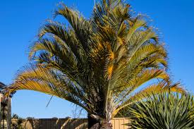 Image result for Dypsis decaryi