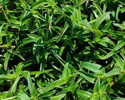 Image result for Cyanotis arachnoidea