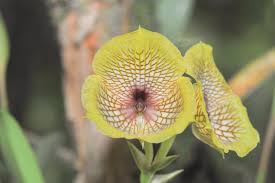 Image result for Calceolaria tripartita