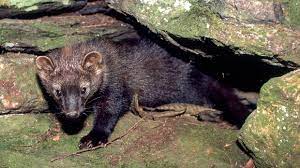 Do fisher cats eat humans? Learn About Fishers Mass Gov