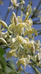 Check spelling or type a new query. 10 Edible Flowers That Are Unbelievably Delicious Times Of India