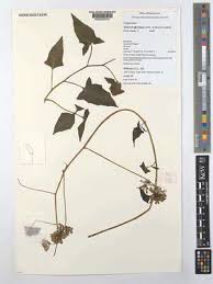 Image result for Solanecio kanzibiensis