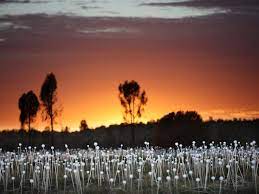 How to get the best out of a visit to the field of light western australia. Field Of Lights Event At Uluru
