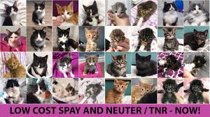 There are too many pets and not enough homes. Petition Low Cost Spay Neuter And Tnr Program To Solve Cornwall S Cat Crisis Change Org