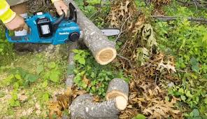 We did not find results for: Makita Chainsaw Review Buying Guide The Saw Guy