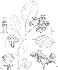 Image result for Premna hans-joachimii