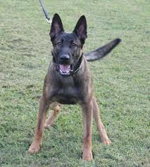 The belgian malinois is one of four different types of belgian sheepdogs, including the tervuren, laekenois, and groenendael. Camelot German Shepherds Camelot German Shepherds German Shepherd Breeders Chattanooga Tennessee