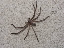 It has keen vision as far as spider sight is understood. Field Guide To Spiders And Scorpions Amistad National Recreation Area U S National Park Service
