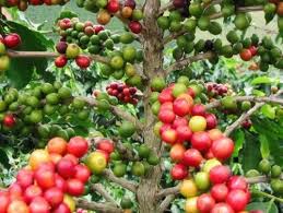 Pin Auf Coffee And Pepper