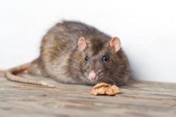 Snakes like all wild animals are looking for food and shelter. Is There A Correlation Between Rodents And Backyard Chickens Usu