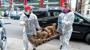 If your dog's appetite isn't completely gone, but he is still losing weight rapidly, it is typically a sign that there is something seriously wrong. First Dog To Test Positive For Covid 19 In The Us Buddy The German Shepherd Has Died Cnn